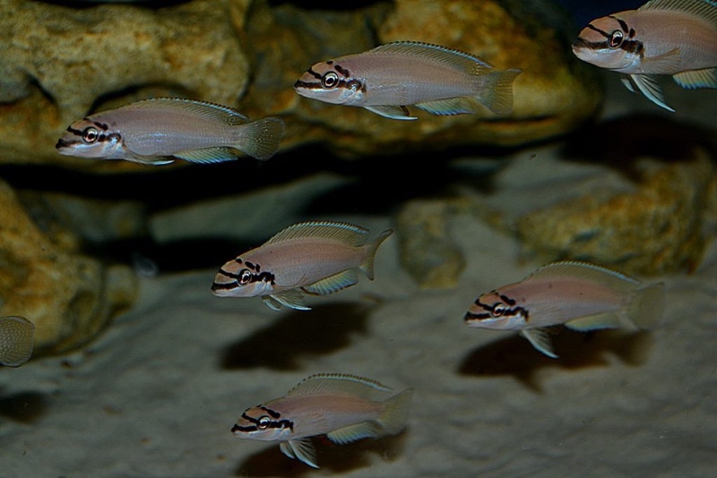 Chalinochromis brichardi